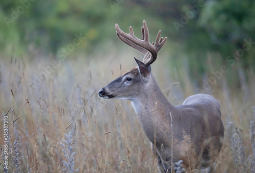 A wild White-tailed deer buck with velvet antlers on an early morning in summer in Canada 