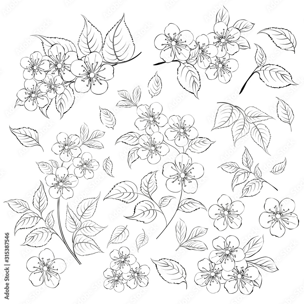 Collection of sakura flowers, set. Cherry blossom bundle. Black flowers of prunus isolated over white. Flowers contours collection. Vector illustration.