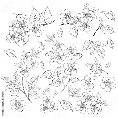 Collection of sakura flowers, set. Cherry blossom bundle. Black flowers of prunus isolated over white. Flowers contours collection. Vector illustration.