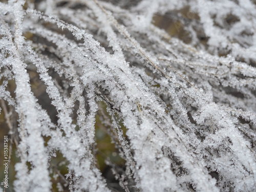 Detail of frozen grass in winter background