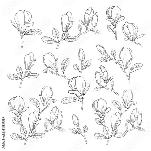 Set of floral elements. Bundle of Linear sketch of Magnolia Flowers. Collection of Hand drawn style black and white line illustrations on a white background. Vector illustration
