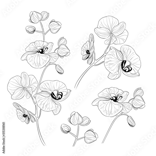 Set of tropical orchid flowers elements. Collection of phalaenopsis flowers on a white background. Vector illustration bundle.