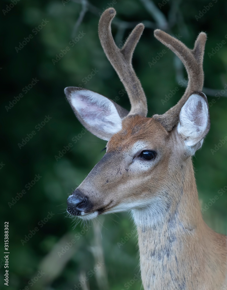 A wild White-tailed deer buck with velvet antlers on an early morning in summer in Canada	