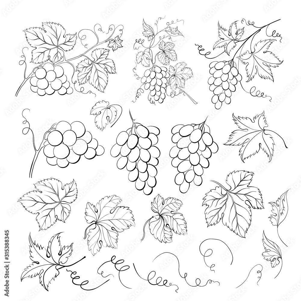 Grape bunch collection. Elements of grapes isolated on white background. Botanical elements isolated against white. Vector scketch illustration.