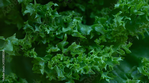 Green salad, close up. Macro. Still life