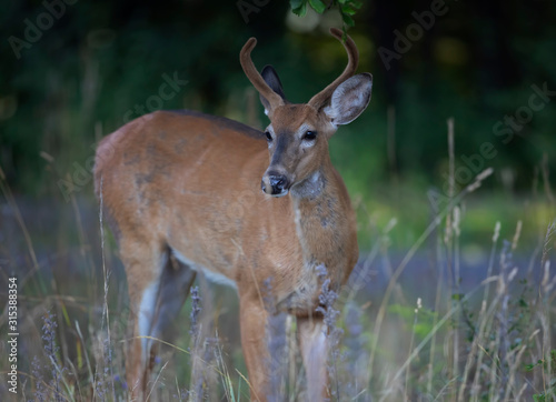 Fototapeta Naklejka Na Ścianę i Meble -  A wild White-tailed deer buck on an early morning with velvet antlers in summer in Canada