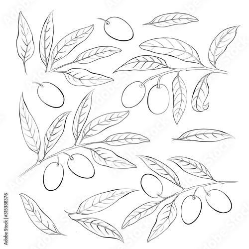 Olive sketch element collection. Olive berry, leaves and branches isolated over white background. Vector botanical illustration.