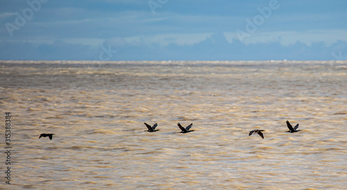 A line of Cormorants skim the ocean