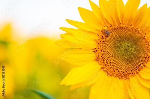 Natural fresh sunflowers color field background