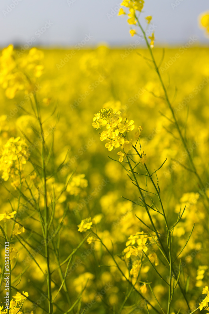 Obraz premium selective focus of yellow mustard flowers field