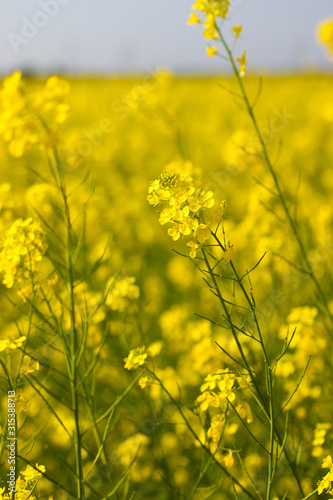 selective focus of yellow mustard flowers field