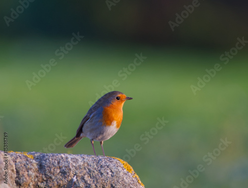 Little robin taking sone sun. © cristiano