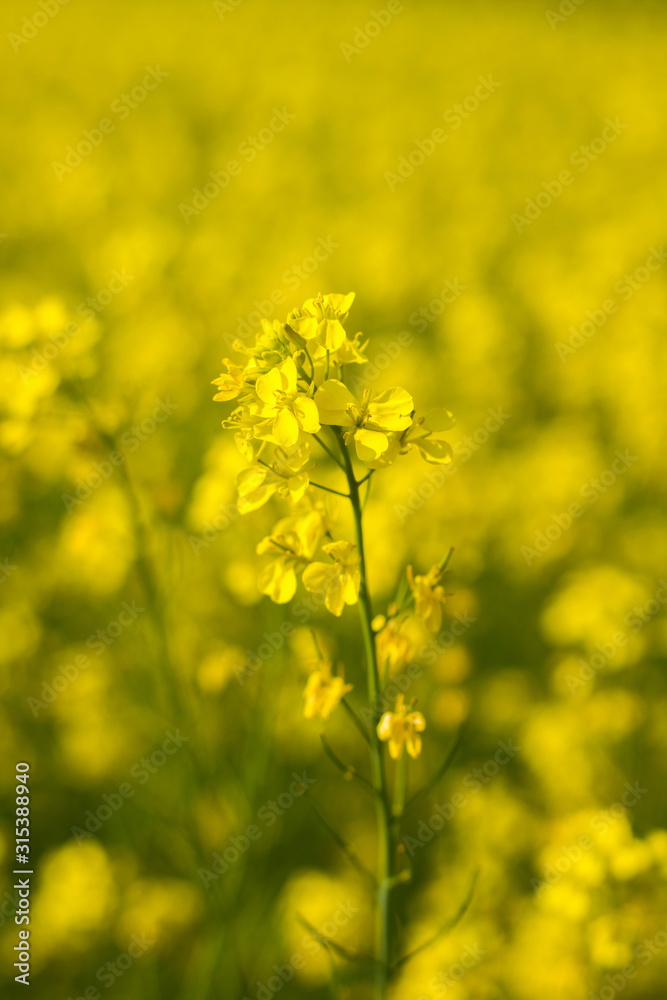 selective focus of yellow mustard flowers field selective focus of yellow mustard flowers field