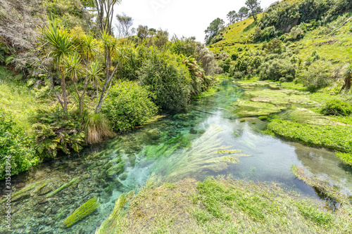 Blue Spring Putaruru, New Zealand