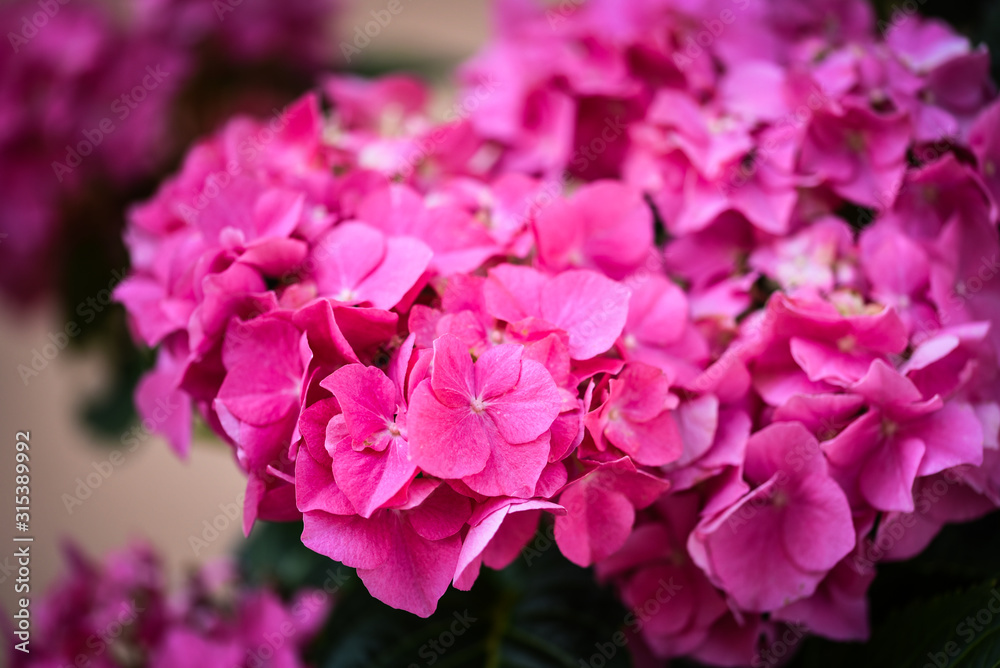 hydrangea flower close up view