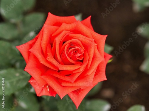 Colorful roses and flowers ready for export in Ecuador