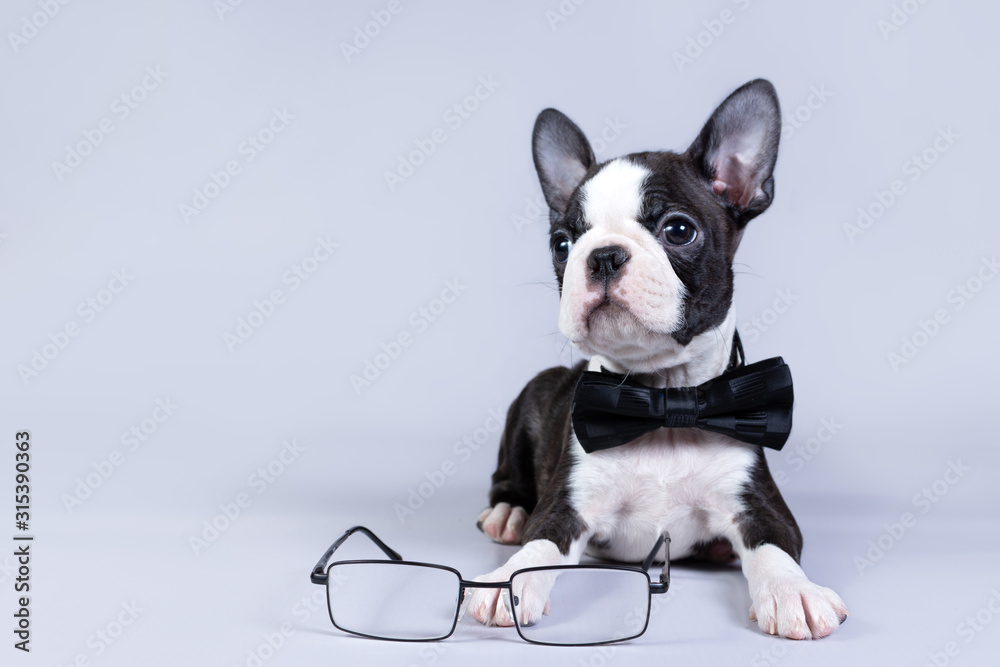 A cute Boston Terrier puppy sits in a bow tie and looks at his glasses.