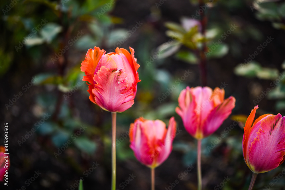 beautiful natural tulips close up view beautiful natural tulips close up view