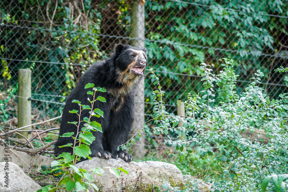 Obraz premium Adult Spectacled bear Vienna zoo, Austria,