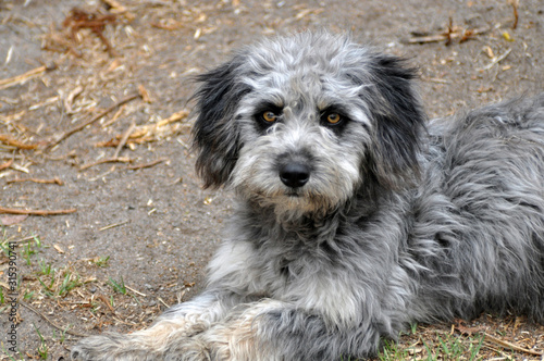 Streunender Hund auf Weg