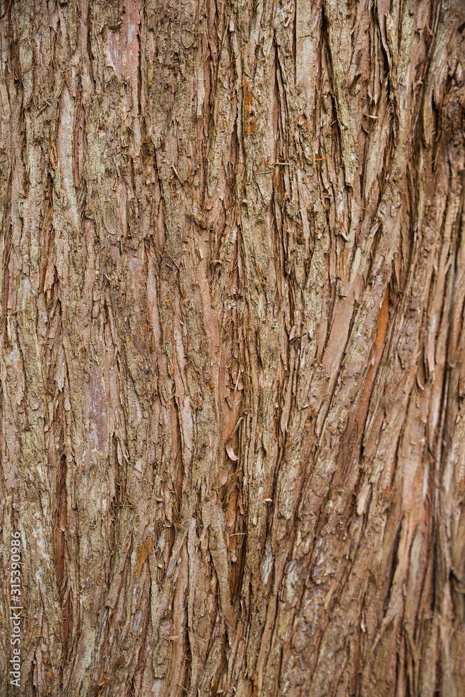 rough brown tree bark background rough brown tree bark background