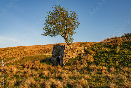 A tree and a stone hut on a meadow near Keld, North Yorkshire, England, UK photo