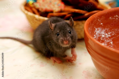 Close-up young gray rats (Rattus norvegicus) on kitchen table looking for food