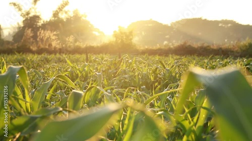 Wallpaper Mural Green leaves of corn with sunlight at farm Torontodigital.ca