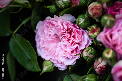 natural roses close up view © Anna_Anny