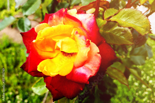 A yellow rose with red tips boldly contrasts in the garden.