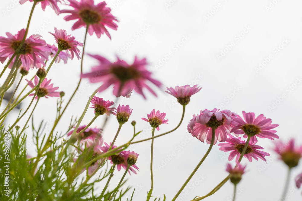 Pink cosmos flower selective focus background