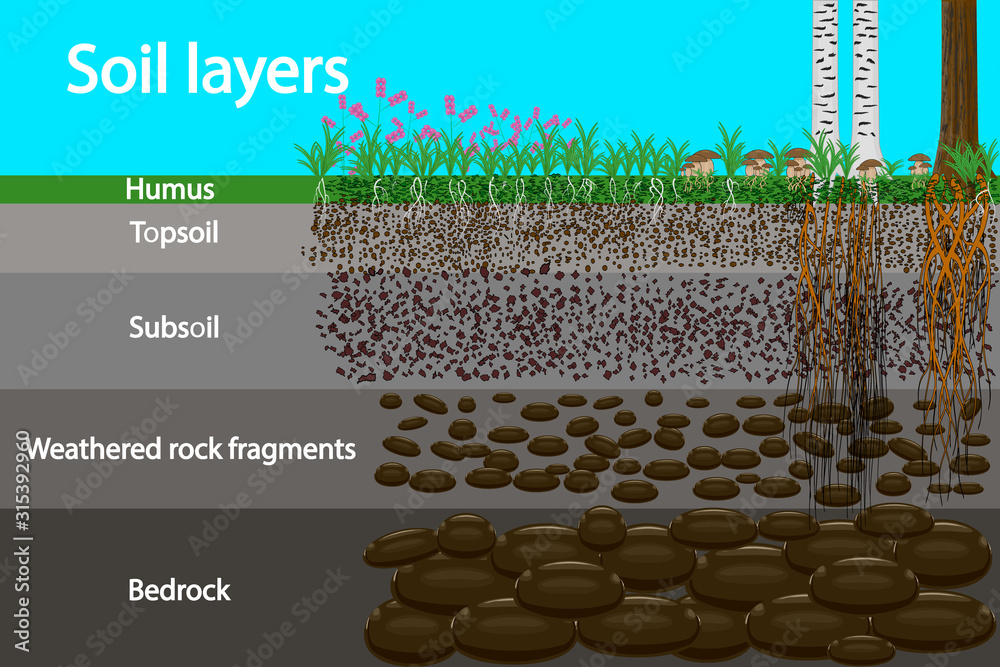 Soil layers.Diagram for layer of soil. Soil layer scheme with grass and