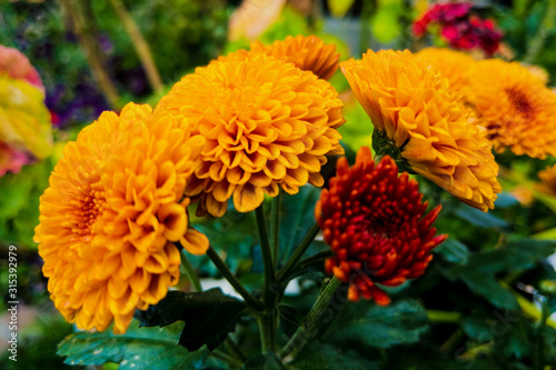 Close up yellow marigold in mome garden with nature vivid color. © Dzmitry