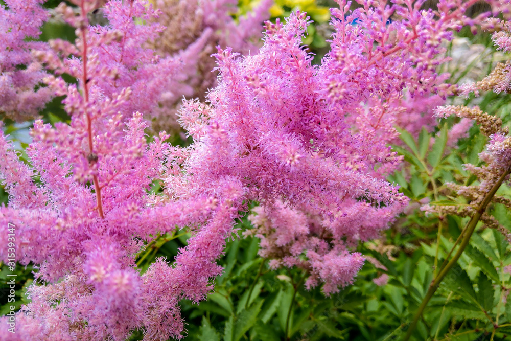 Plant Astilba Darwin s Dream. Plant a blooming background. selective focus Plant Astilba Darwin s Dream. Plant a blooming background. selective focus