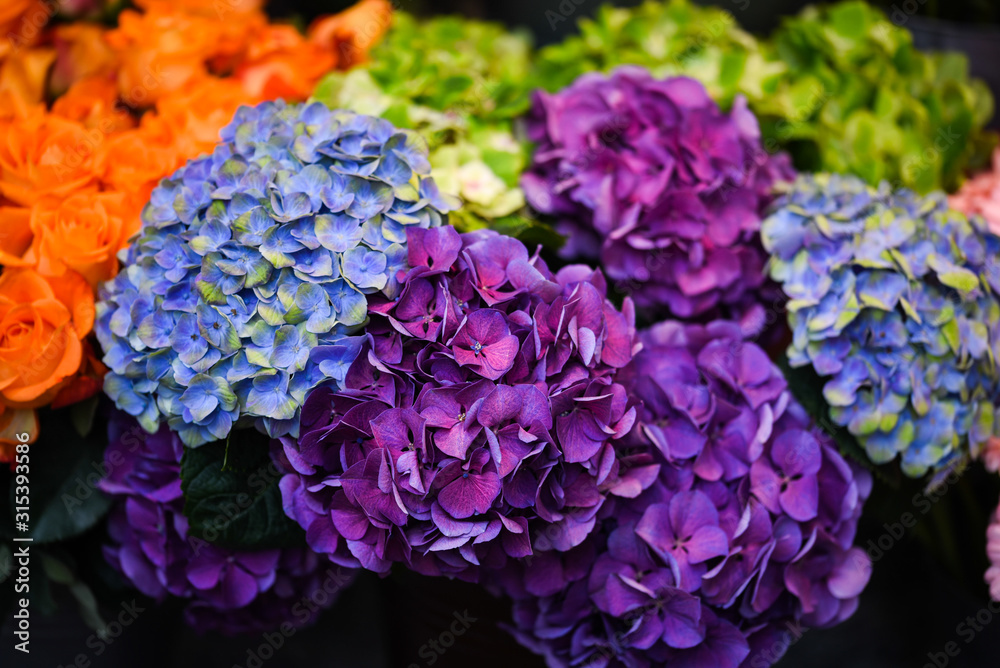 hydrangea flower close up view