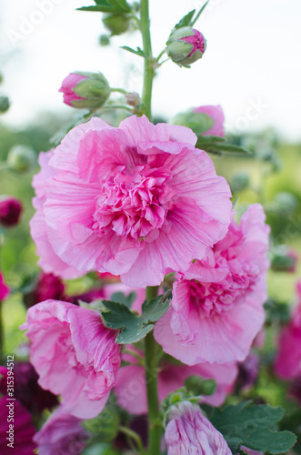 Blooming pink mallow blooming in summer garden