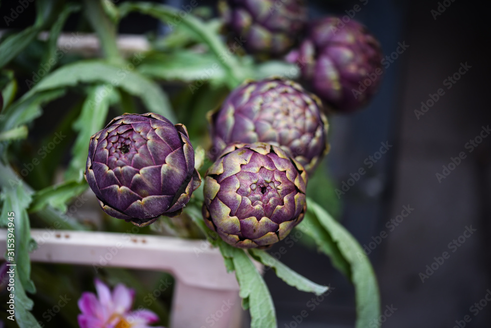 Fototapeta premium fresh natural artichoke flower close up