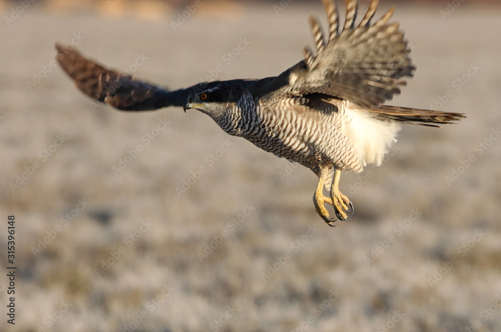 Tree years old Northern goshawk flying with the first lights of the day, hawk, falcons, raptors, Accipiter gentilis Tree years old Northern goshawk flying with the first lights of the day, hawk, falcons, raptors, Accipiter gentilis
