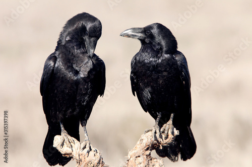 Male and female of Common raven with the last lights of the sunset in mating season, Corvus corax photo