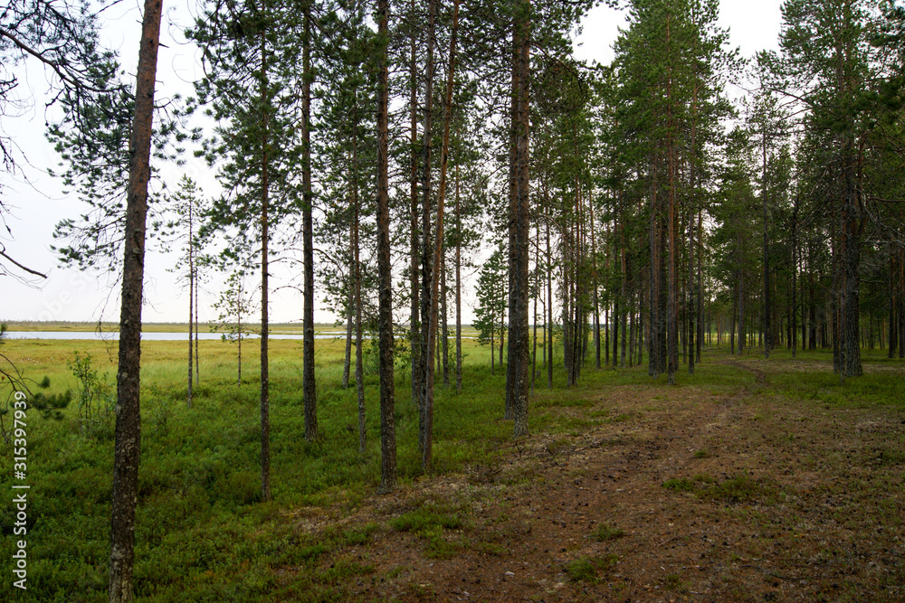 pine forest near the swamp in the north pine forest near the swamp in the north