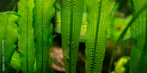 Aponogeton madagascariensis aquarium plant close up © Vera Kuttelvaserova