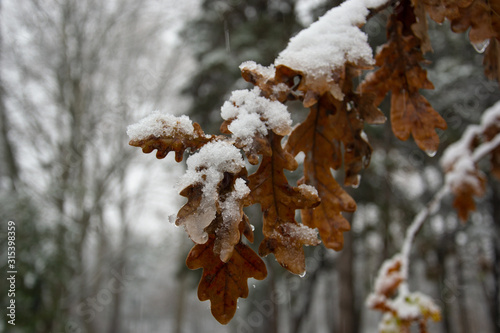 Snow-covered leaves in the cold winter