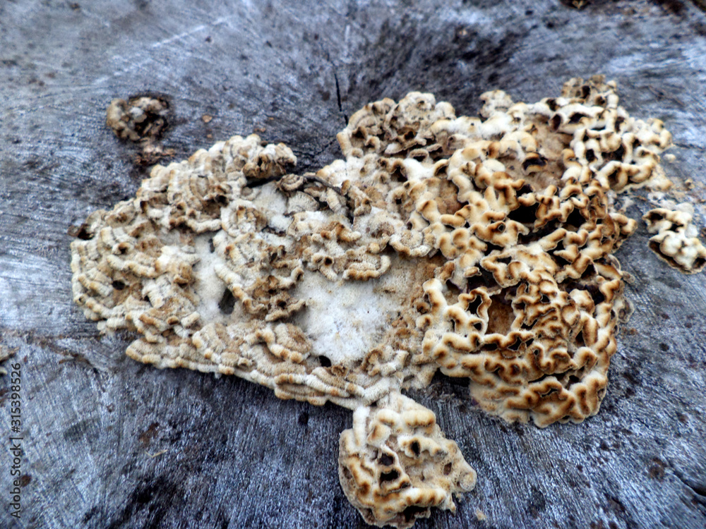 mushroom on a tree trunk. 