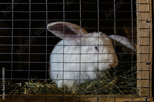 White rabbit in a cage at the farm