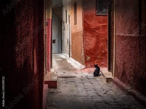 gato en una calle de Marruecos © Juanmi