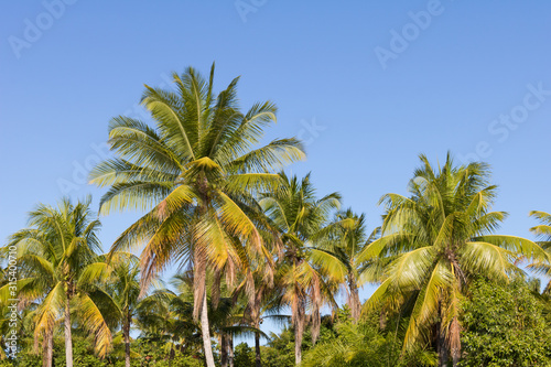Landscape view of coconut palms and beautiful blue sky in Bahia beach  Brazil.
