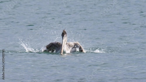 a brown pelican (pelecanus occidentalis) in the ocean