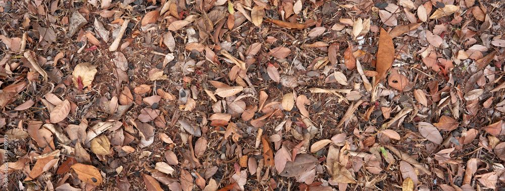 Dry leaf tree full on ground Dry leaf tree full on ground