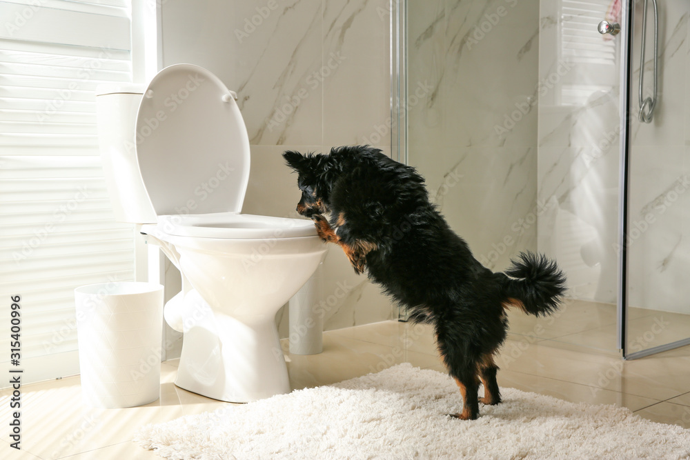 Cute dog looking into toilet bowl in modern bathroom Stock Photo