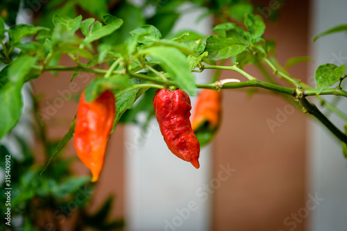 Home grown Bhut Jolokia, also known as ghost pepper, U morok, with Scoville rating of 1,041,427 SHU. Grown in the Indian North Eastern states of Anurachal Pradesh, Assam, Nagaland and Manipur photo